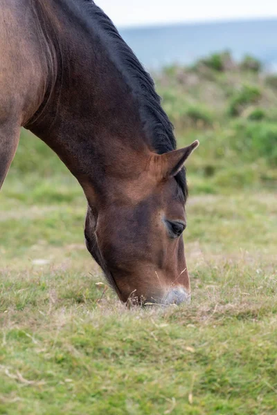 Kopfschuss Eines Exmoor Ponys Das Oben Auf Dem Countisbury Hill — Stockfoto