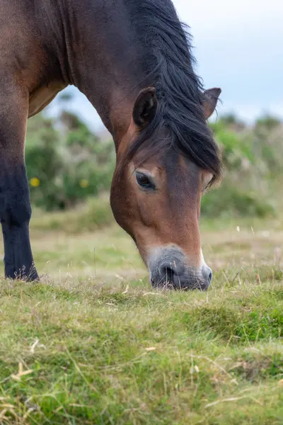 Kopfschuss Eines Exmoor Ponys Das Oben Auf Dem Countisbury Hill — Stockfoto