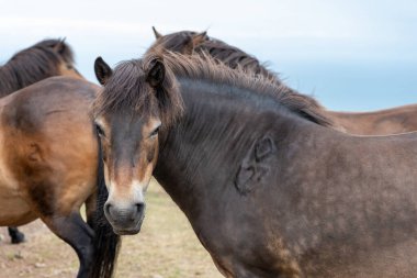 Exmoor Ulusal Parkı 'ndaki Countisbury Tepesi' nin tepesindeki Exmoor midillisine yakın.