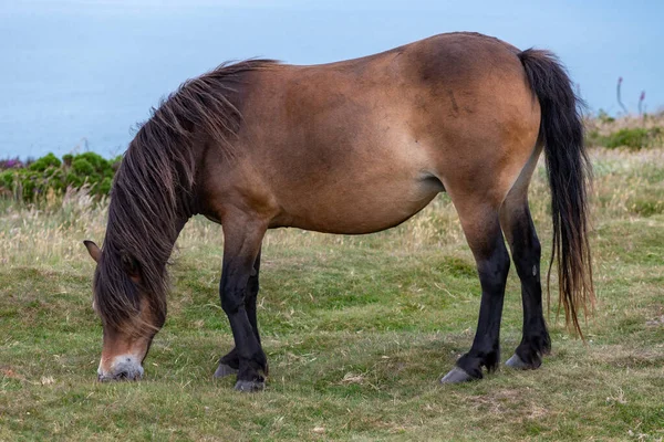 Porträt Eines Wilden Exmoor Ponys Das Oben Auf Dem Countisbury — Stockfoto