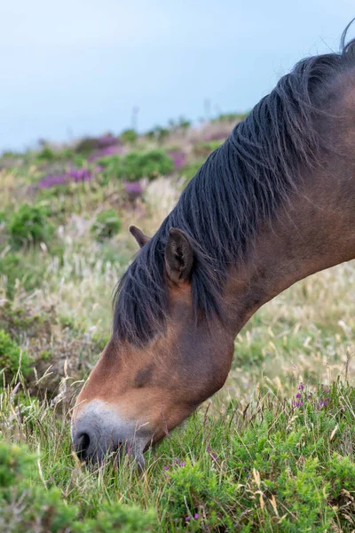 Nahaufnahme Eines Exmoor Ponys Das Oben Auf Dem Countisbury Hill — Stockfoto