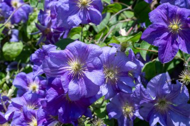 Clematis Jackmanii çiçeklerinin açtığı yeri kapatın.