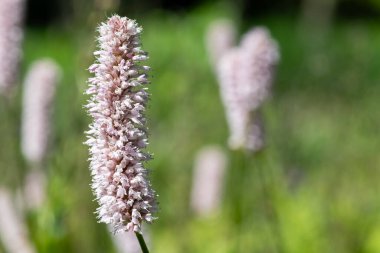 Yaygın bir bistort (bistorta officinalis) çiçeğinin makro görüntüsü