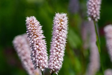 Yaygın bistort (bistorta officinalis) çiçeklerinin makro çekimi