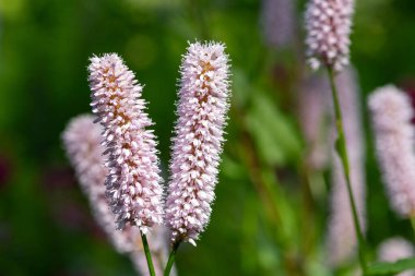 Yaygın bistort (bistorta officinalis) çiçeklerinin makro çekimi