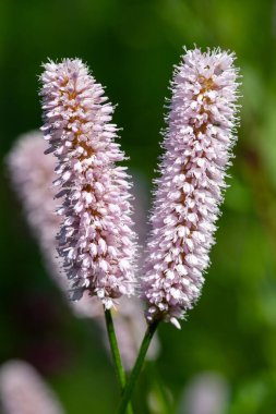 Yaygın bir bistort (bistorta officinalis) çiçeğinin makro görüntüsü