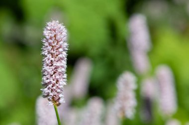 Yaygın bir bistort (bistorta officinalis) çiçeğinin makro görüntüsü