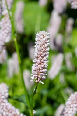 Yaygın bir bistort (bistorta officinalis) çiçeğinin makro görüntüsü