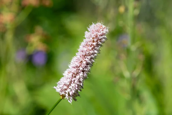 stock image Macro shot of a common bistort (bistorta officinalis) flower in bloom