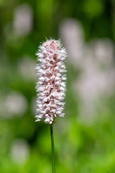 Macro Shot Common Bistort Bistorta Officinalis Flower Bloom — Stock Photo, Image