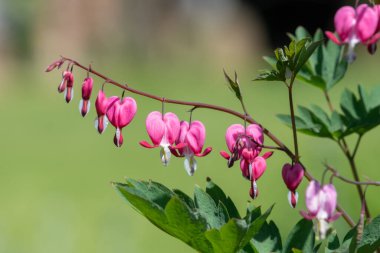 Kanayan bir kalbe (dicentra spectabilis) çiçek açarken yaklaş