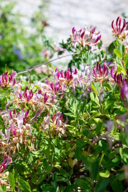 Çiçek açan hanımeli (lonicera periclymenum) çiçeklerini kapat