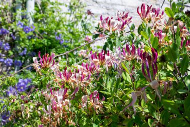 Çiçek açan hanımeli (lonicera periclymenum) çiçeklerini kapat