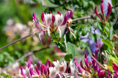 Çiçek açan hanımeli (lonicera periclymenum) çiçeklerini kapat