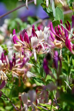 Çiçek açan hanımeli (lonicera periclymenum) çiçeklerini kapat