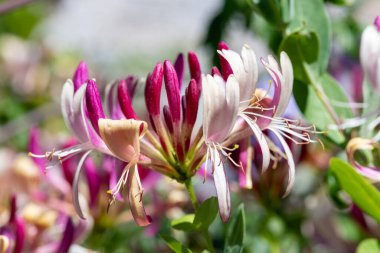 Çiçek açan hanımeli (lonicera periclymenum) çiçeklerini kapat