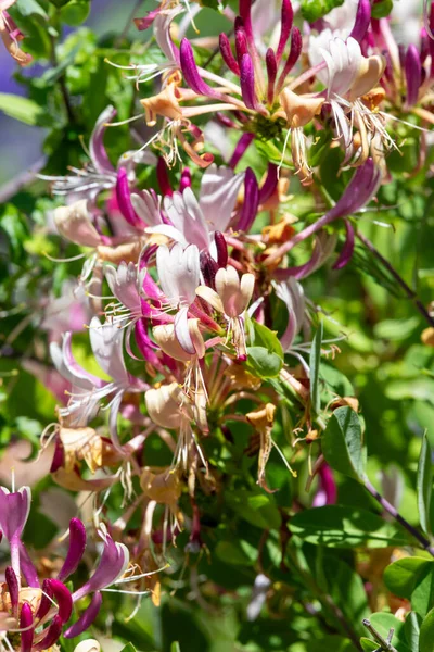 Stock image Close up of common honeysuckle (lonicera periclymenum) flowers in bloom