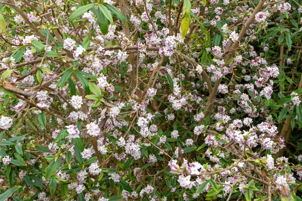 Lähikuva Hajuvesi Prinsessa Daphne Kukkia Kukassa — kuvapankkivalokuva