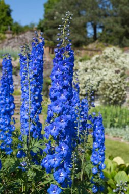 Close up of blue delphinium flowers in bloom