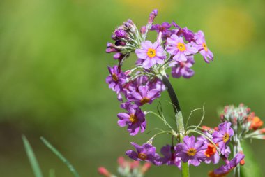 Close up of candelabra primrose (primula bulleyana) flowers in bloom