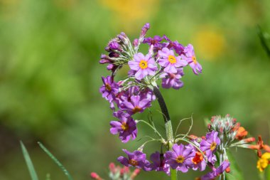 Close up of candelabra primrose (primula bulleyana) flowers in bloom