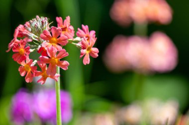 Close up of red candelabra primrose (primula bulleyana) flowers in bloom