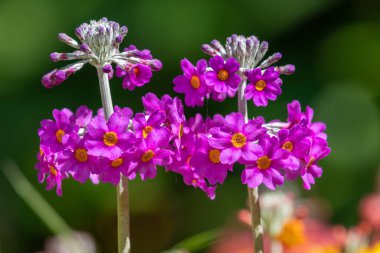 Close up of candelabra primrose (primula bulleyana) flowers in bloom