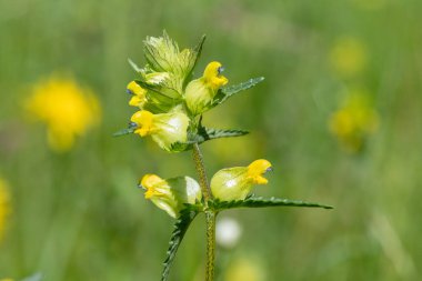 Çiçek açan sarı bir çıngıraklı (rhinanthus minor) bitkisinin kapağını kapat