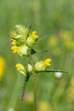 Çiçek açan sarı bir çıngıraklı (rhinanthus minor) bitkisinin kapağını kapat