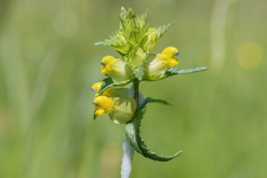 Çiçek açan sarı bir çıngıraklı (rhinanthus minor) bitkisinin kapağını kapat