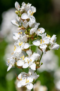 Çiçek açmış bir libertia görkemli çiçeğine yaklaş
