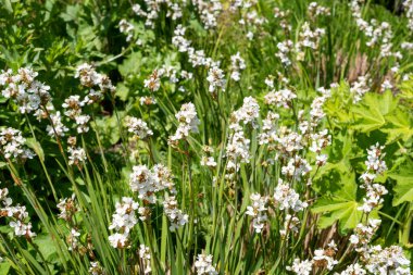 Libertia 'nın görkemli çiçeklerine yakın.