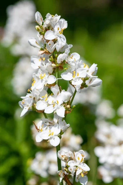 stock image Close up of a libertia grandiflora flower in bloom