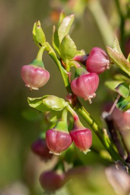 Çiçek açmış Avrupa yabanmersinli (aşı larvası) çiçeklerini kapat
