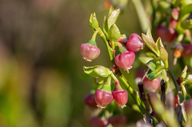 Çiçek açmış Avrupa yabanmersinli (aşı larvası) çiçeklerini kapat