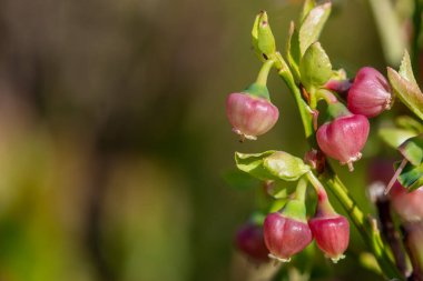 Çiçek açmış Avrupa yabanmersinli (aşı larvası) çiçeklerini kapat