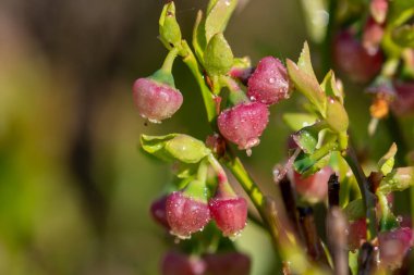 Çiçek açmış Avrupa yabanmersinli (aşı larvası) çiçeklerini kapat