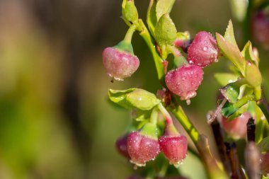 Çiçek açmış Avrupa yabanmersinli (aşı larvası) çiçeklerini kapat