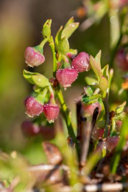 Çiçek açmış Avrupa yabanmersinli (aşı larvası) çiçeklerini kapat