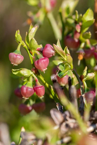 stock image Close up of European blueberry (vaccinium myrtillus) flowers in bloom