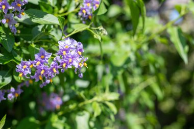 Şili itüzümü (solanum crispum) çiçeklerinin çiçek açması
