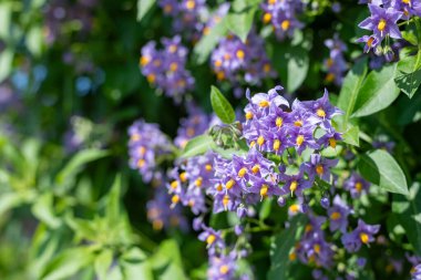 Şili itüzümü (solanum crispum) çiçeklerinin çiçek açması