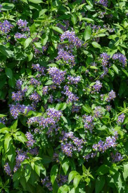 Şili itüzümü (solanum crispum) çiçeklerinin çiçek açması