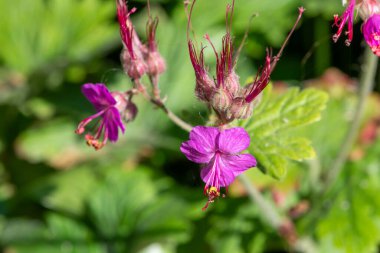 Bir bigroot sardunyasının (sardunya makrhizum) çiçeğinin açılışını kapat