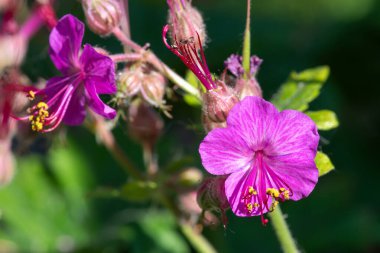 Bir bigroot sardunyasının (sardunya makrhizum) çiçeğinin açılışını kapat
