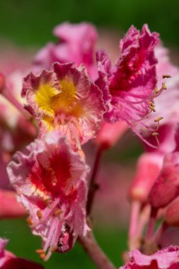 Kırmızı bir at kestanesi (aesculus x carnea) ağacında çiçeğe yakın dur.