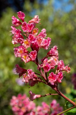 Kırmızı bir at kestanesi (aesculus x carnea) ağacında çiçeğe yakın dur.
