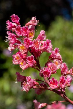 Kırmızı bir at kestanesi (aesculus x carnea) ağacında çiçeğe yakın dur.