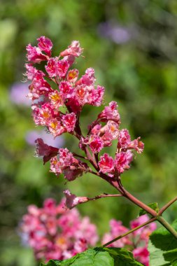 Kırmızı bir at kestanesi (aesculus x carnea) ağacında çiçeğe yakın dur.