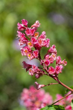 Kırmızı bir at kestanesi (aesculus x carnea) ağacında çiçeğe yakın dur.